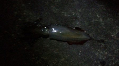 一年ぶりの新浜での秋エギング