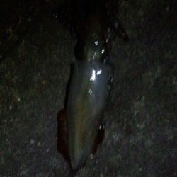 一年ぶりの新浜での秋エギング