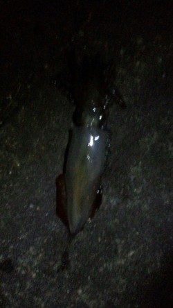 一年ぶりの新浜での秋エギング