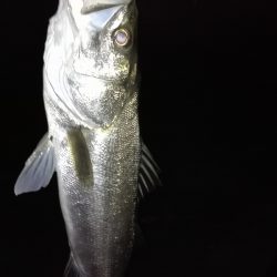 セイゴ～シーバス