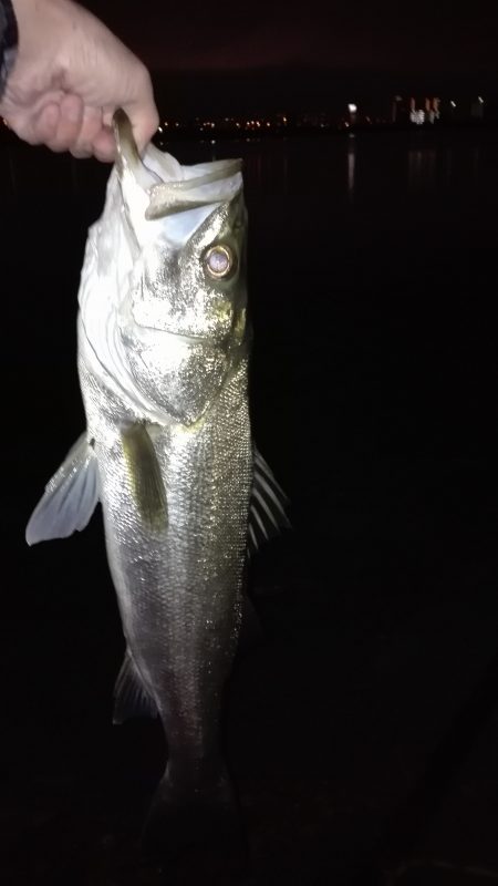 セイゴ～シーバス