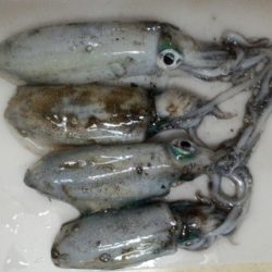 アオリ狙いもチビアオリのみ、、、