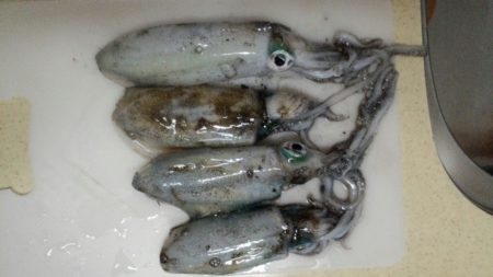 アオリ狙いもチビアオリのみ、、、