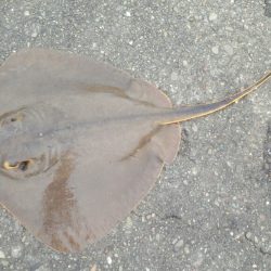 良いサイズのメバル、楽しい一日でした