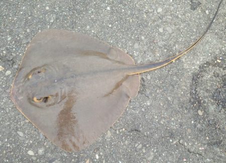 良いサイズのメバル、楽しい一日でした