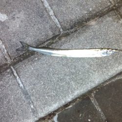 根魚狙いでしたが