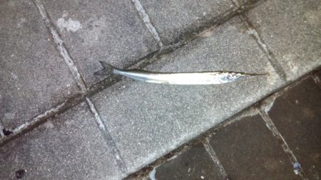 根魚狙いでしたが