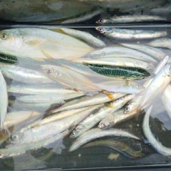 サビキ好調です。