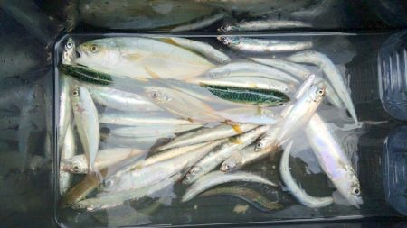 サビキ好調です。