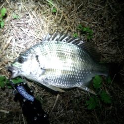 チニング絶好調！