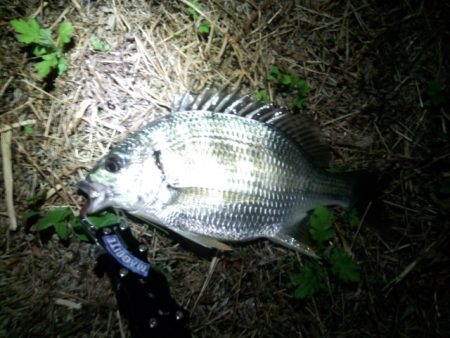 チニング絶好調！