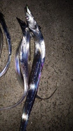太刀魚釣り