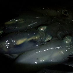 降雨前の風に苦しみました。