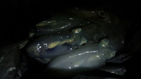 降雨前の風に苦しみました。