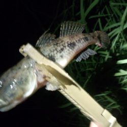 チニングやっぱり好調でした〜！