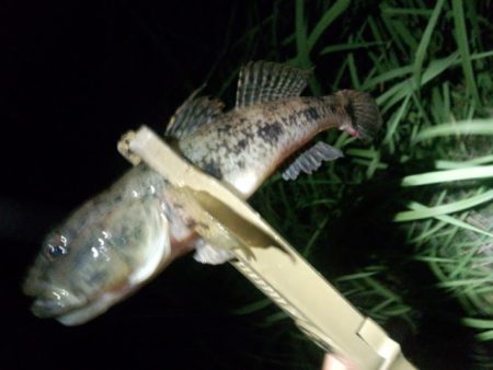 チニングやっぱり好調でした〜！