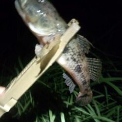 チニングやっぱり好調でした〜！