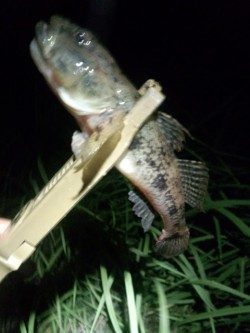 チニングやっぱり好調でした〜！