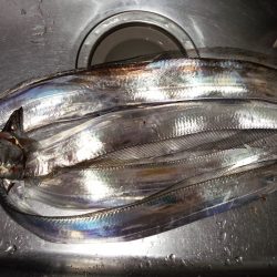 釣れるか!ドラゴン!!