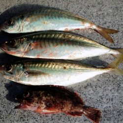 大アジ回って来てますよ～（＾＾）