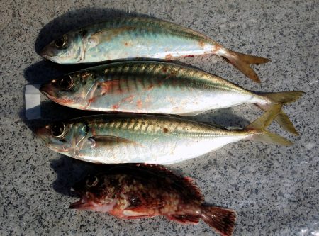 大アジ回って来てますよ～（＾＾）