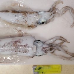 満月は明るすぎました、、、