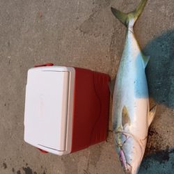 メジロが釣れました