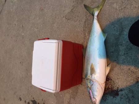 メジロが釣れました