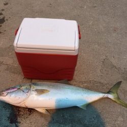 メジロが釣れました