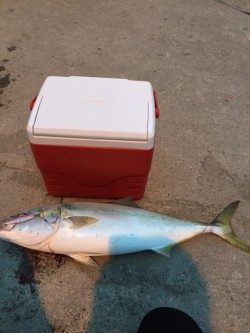 メジロが釣れました