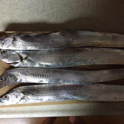 タチウオ、ワインドに好反応！