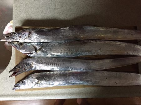 タチウオ、ワインドに好反応！