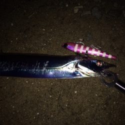 シーバスとタチウオ