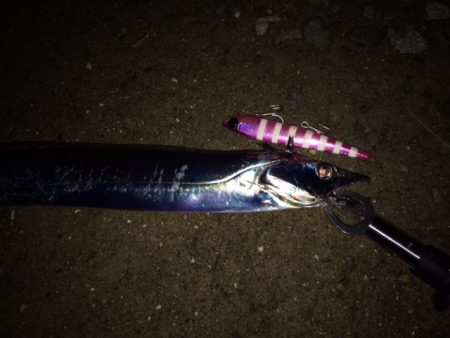 シーバスとタチウオ