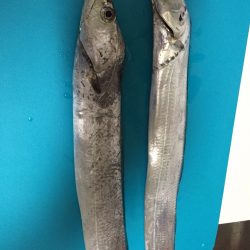 今シーズン初です