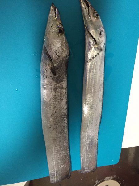 今シーズン初です