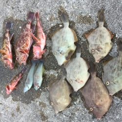 淡路島1日目☆カワハギ♪