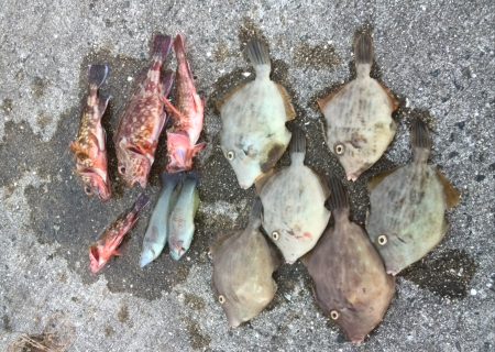 淡路島1日目☆カワハギ♪