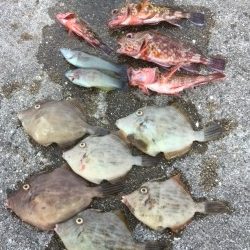 淡路島1日目☆カワハギ♪