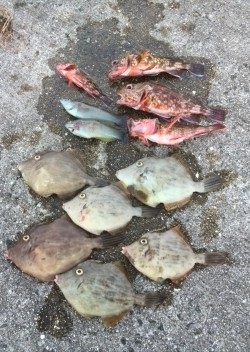 淡路島1日目☆カワハギ♪