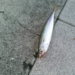 コスモスクエア