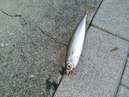 コスモスクエア