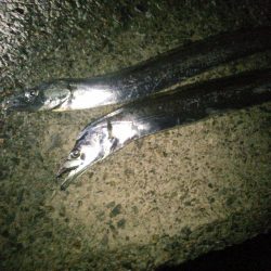 太刀魚ハンティング