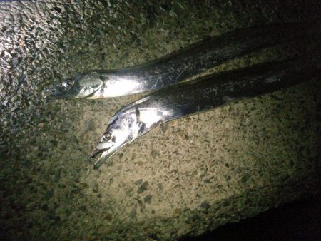 太刀魚ハンティング