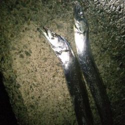 太刀魚ハンティング