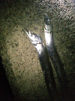 太刀魚ハンティング