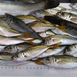 日本海アジング