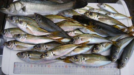 日本海アジング