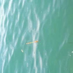 妻鹿漁港ダンゴ釣り