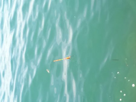 妻鹿漁港ダンゴ釣り